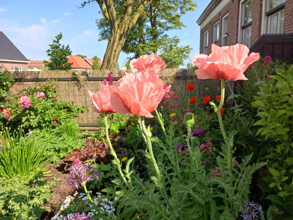 un jardín con flores rosas y una valla en Huize Bloem, en Firdgum