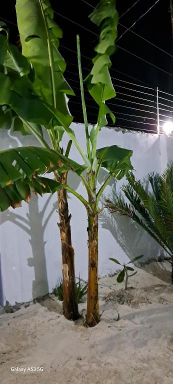 Kuvagallerian kuva majoituspaikasta LaStrada-3 Coconuts, joka sijaitsee kohteessa Jambiani