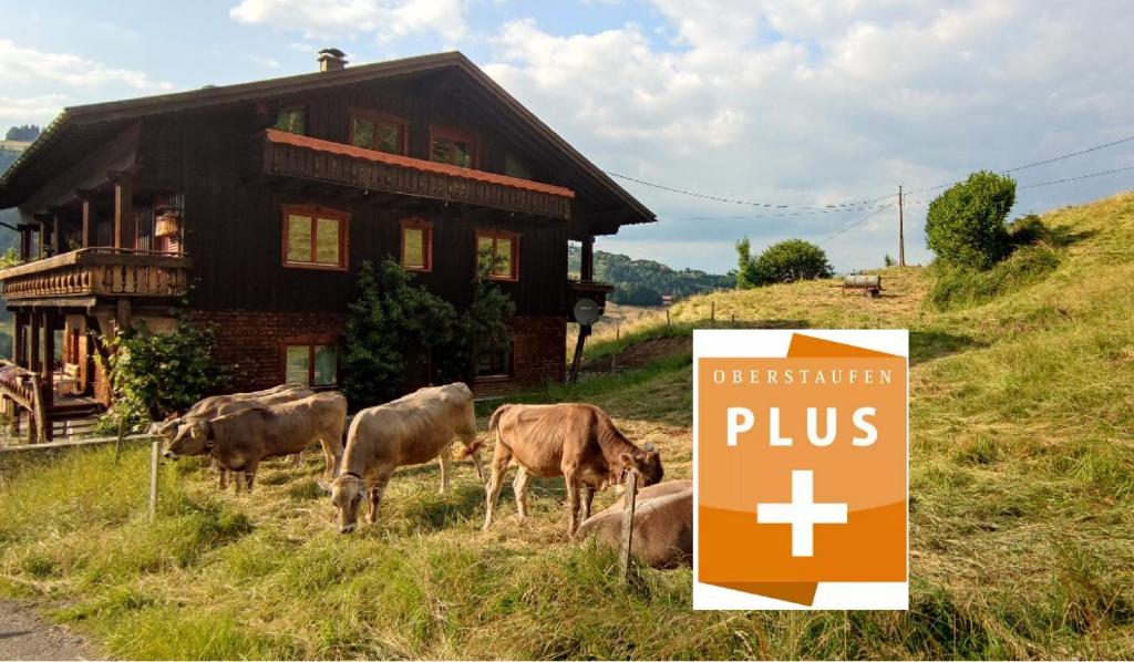 un grupo de vacas pastando frente a una casa en Ferienhaus am Berg, en Oberstaufen