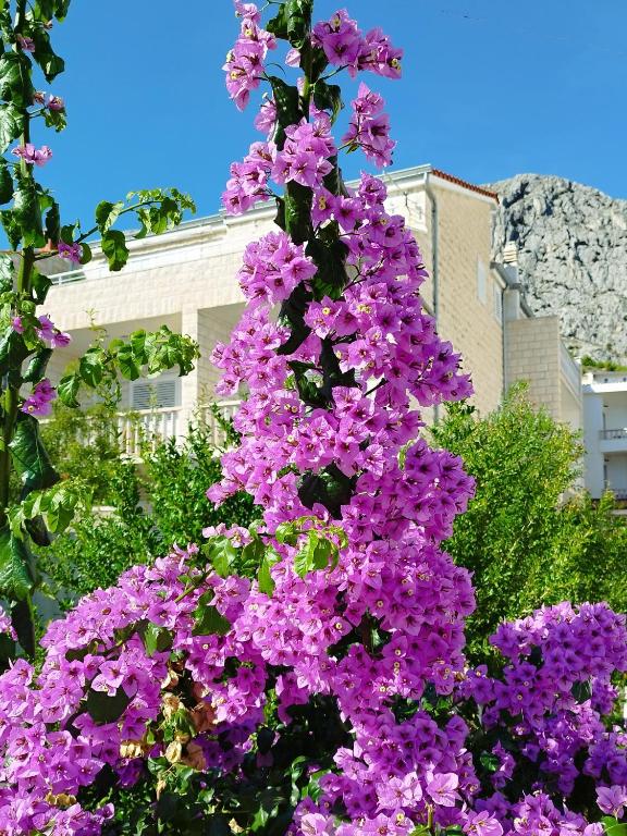 Vonkajšia záhrada v ubytovaní Ferienwohnung am Sandstrand