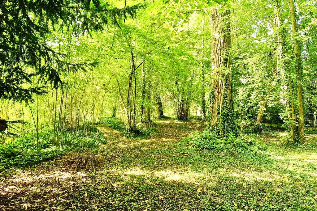 una zona boscosa con árboles y hojas en el suelo en VILLA EDOUARD - 180m2 in nature & forest - 20min Disney - 7min airport, en Claye-Souilly