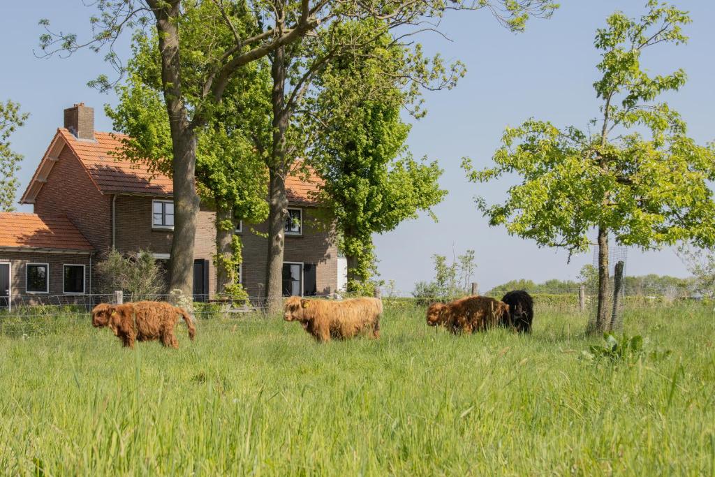 的住宿－Grazelands - overnachten midden in de natuur，一群牛在房子前面的田野里放牧