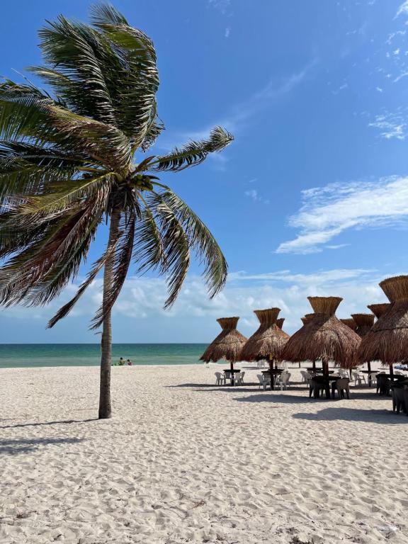 普羅格雷索的住宿－Itzé Hostel Boutique - Progreso，海滩上的棕榈树,带草伞