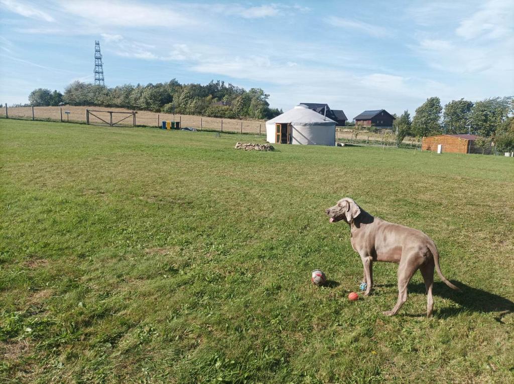 Domácí mazlíčci ubytovaní s hosty v ubytování Jurta w Dębowinie