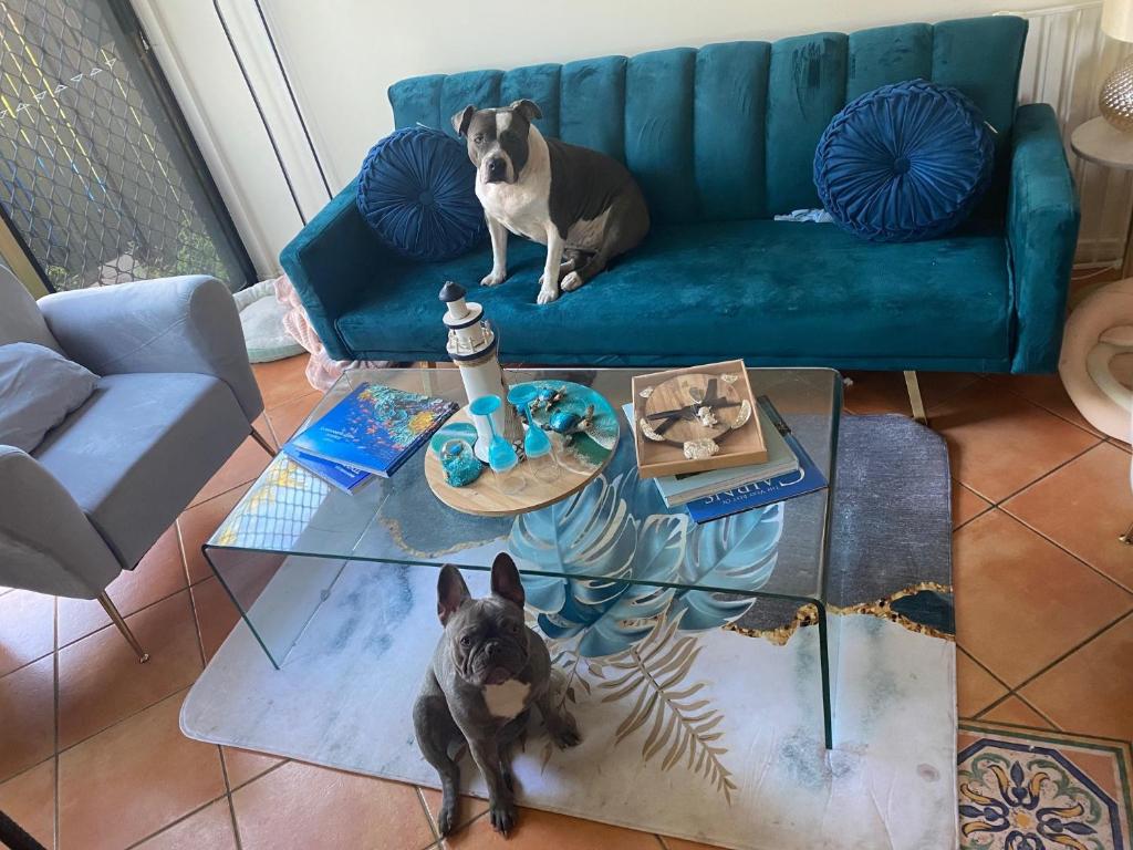 dois cães sentados num sofá na sala de estar em Cairns Homestay em White Rock