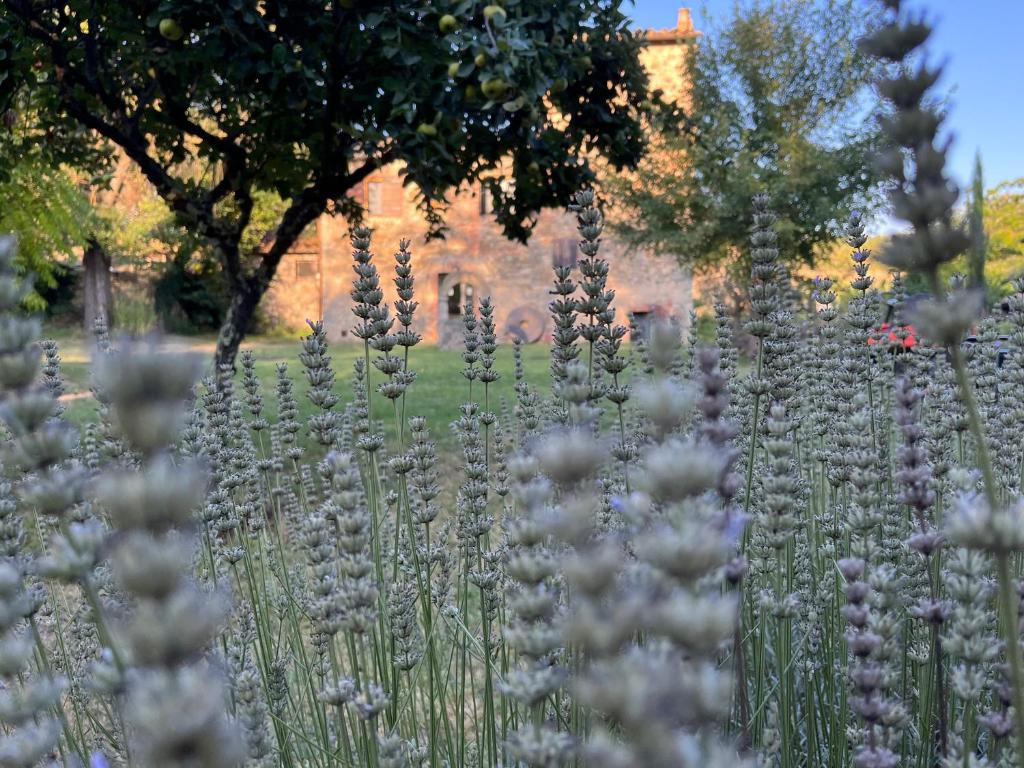 Ogród w obiekcie Mulino in Chianti