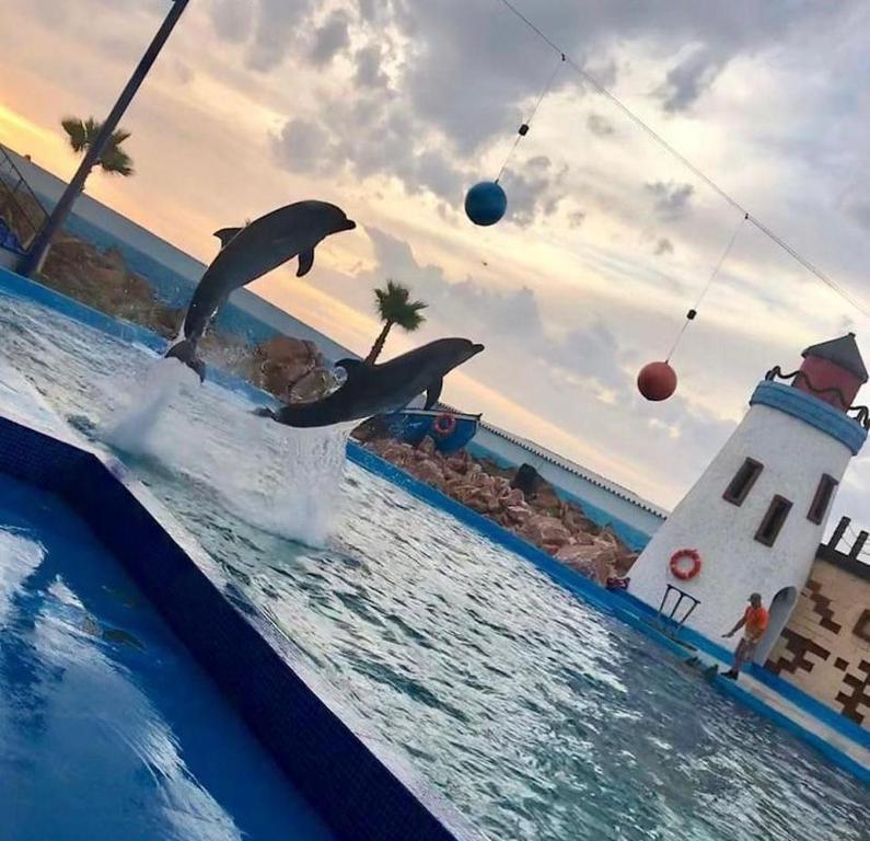 two dolphins jumping out of the water in front of a boat at Résidence Miftah essahil anza agadir in Agadir