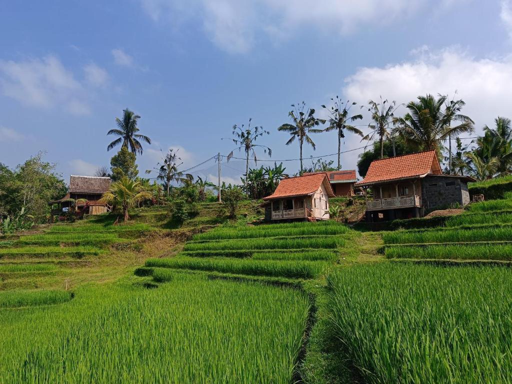 D'Ume Bendoel Homestay - 6