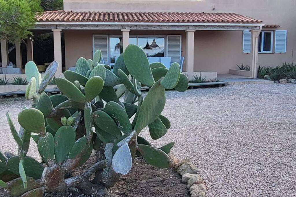 a cactus plant in front of a house at Casa Italia Vivienda Turistica ET6132 in Es Caló