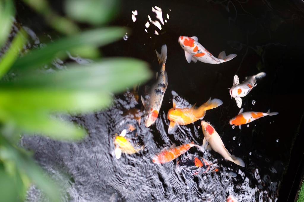 Villa De Campagne Hoi An- Boutique homestay with pool and family soul - 16