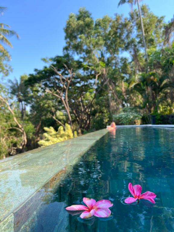 two pink flowers in the water in a swimming pool at The Puncak Lombok in Senggigi