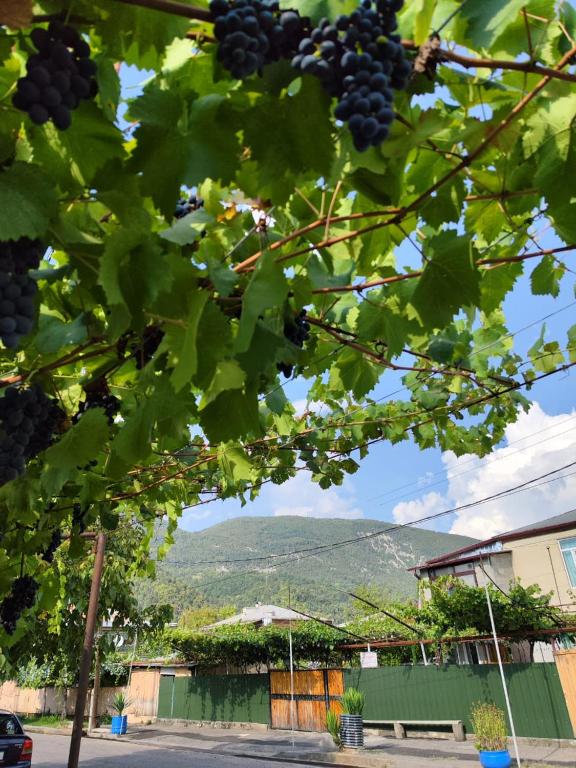 Vista general d'una muntanya o vistes d'una muntanya des de l'hostal o pensió