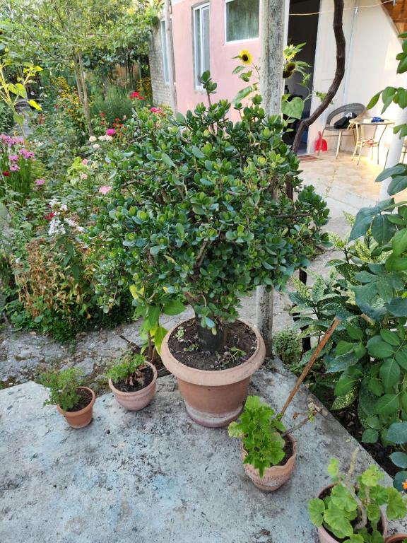 Jardí fora de Chveni Ezo