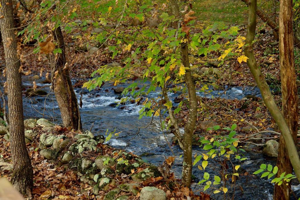 Jon's Pond في Cosby: جدول في وسط غابه فيه اشجار