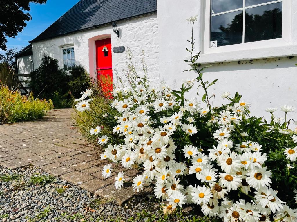 a bunch of white flowers in front of a red door at The Dairy @ Trefechan Wen in Goodwick