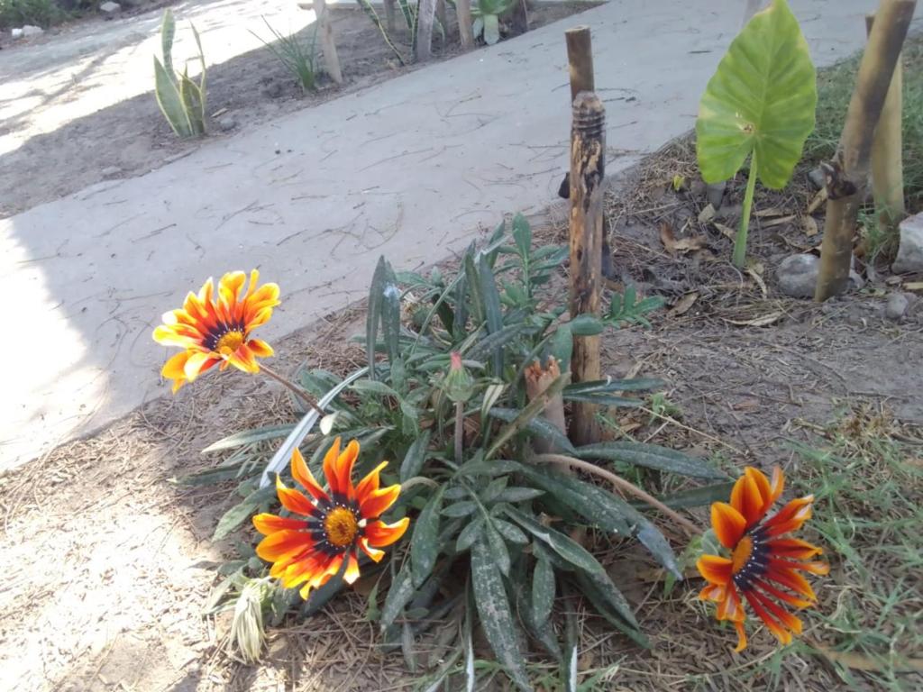 Chumillo – Photos 5