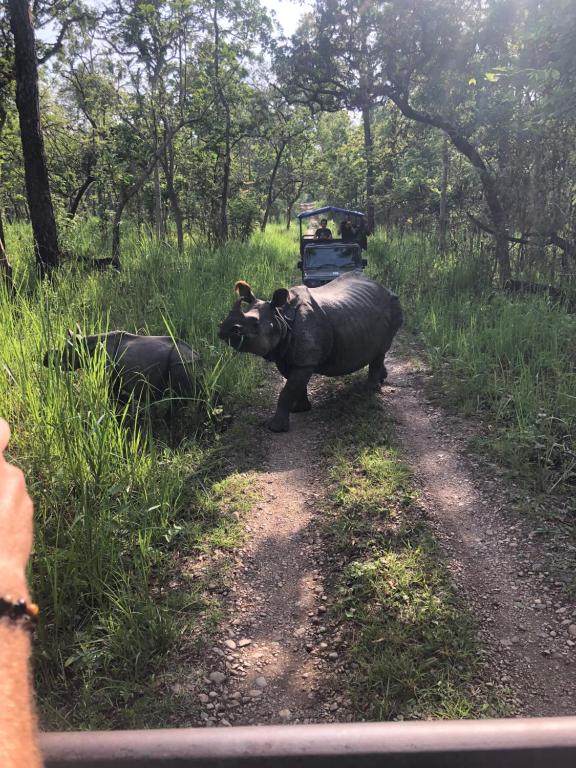 a couple of animals walking down a dirt road at Hotel Tharu Garden And Beer Bar in Chitwan