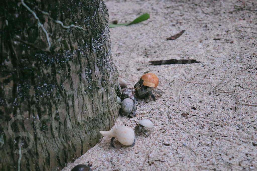 Fotografie z fotogalerie ubytování Smilebeach Resort Khaolak v destinaci Khao Lak
