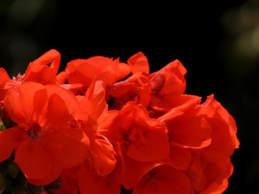 La Tavolozza Residence - 17