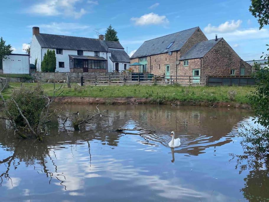 a white swan in the water in front of buildings at Mallards Barn on a rural farm in Dingestow