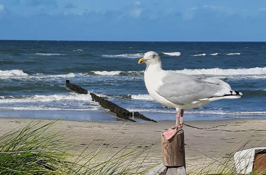 a bird standing on a post on the beach at Zimmer " Sonnenschein" in Zingst