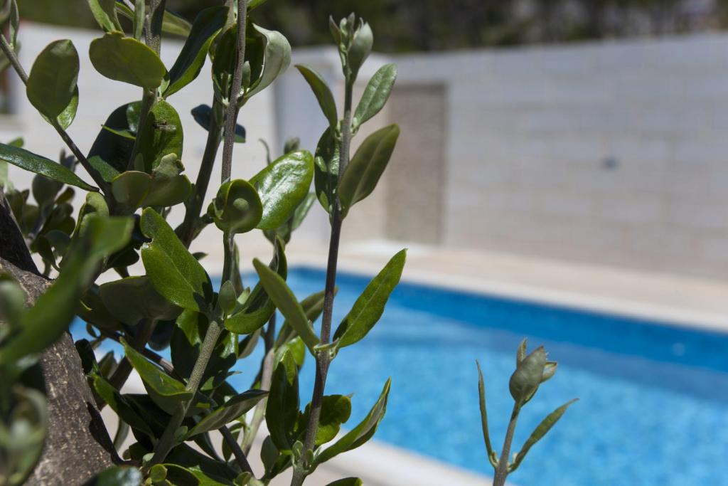 une plante à feuilles vertes près d'une piscine dans l'établissement Apartment Marco, à Makarska