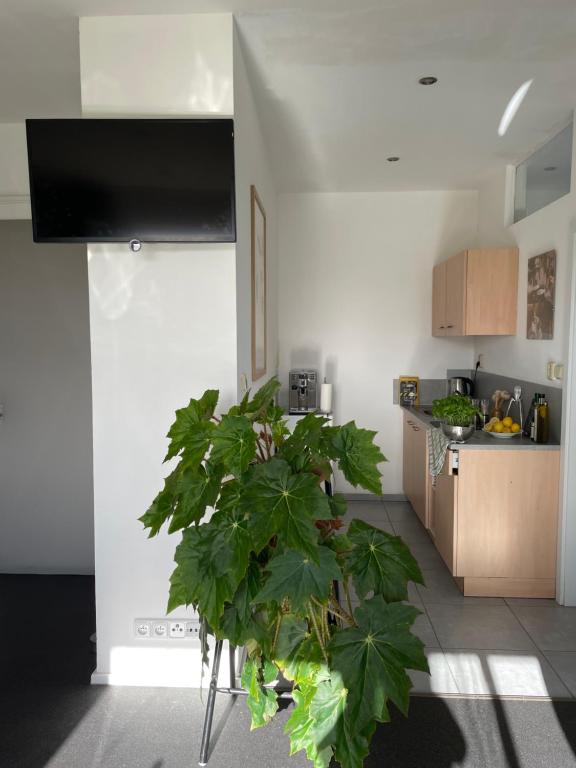 Kuchyň nebo kuchyňský kout v ubytování Apartment Varnsdorf Nr.1