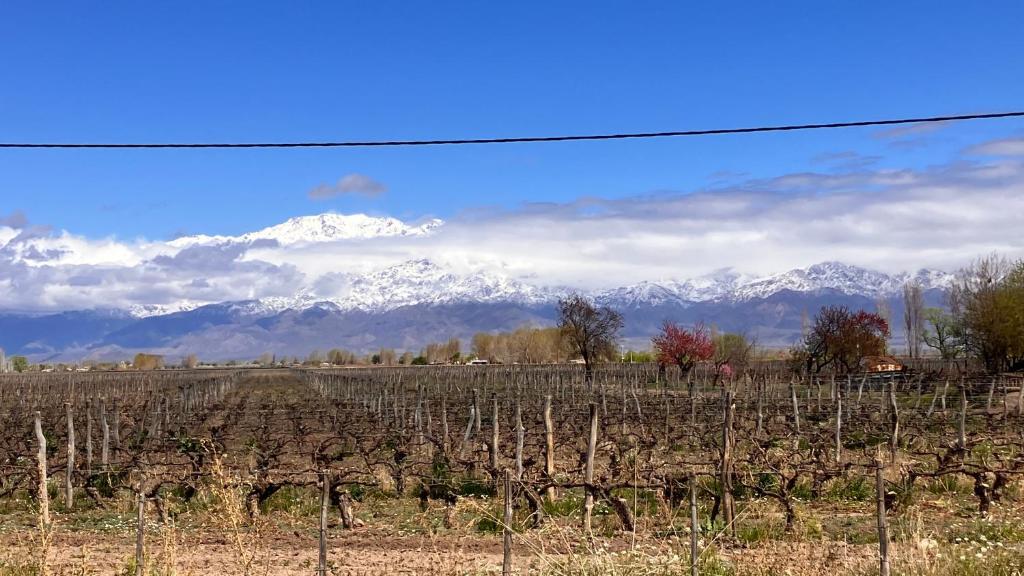 a field of vines with snow capped mountains in the background at Casa Vino Andino in La Consulta