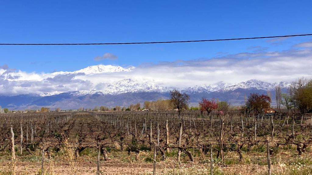 un campo de vides con montañas cubiertas de nieve en el fondo en Casa Vino Andino en La Consulta