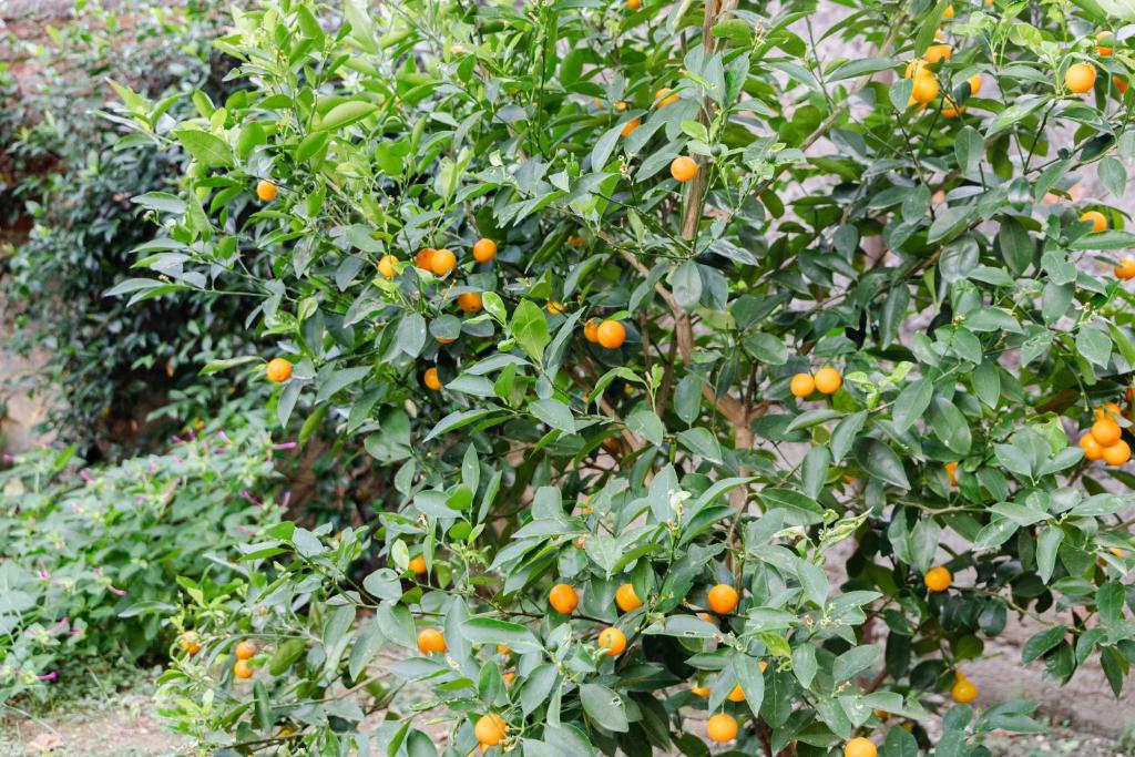 Ogród w obiekcie Au jardin de Florence
