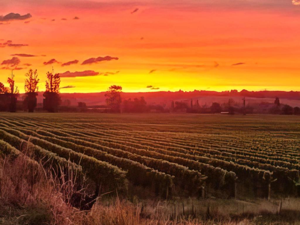 a sunset over a field of vines at Nixvill on Edens in Richmond