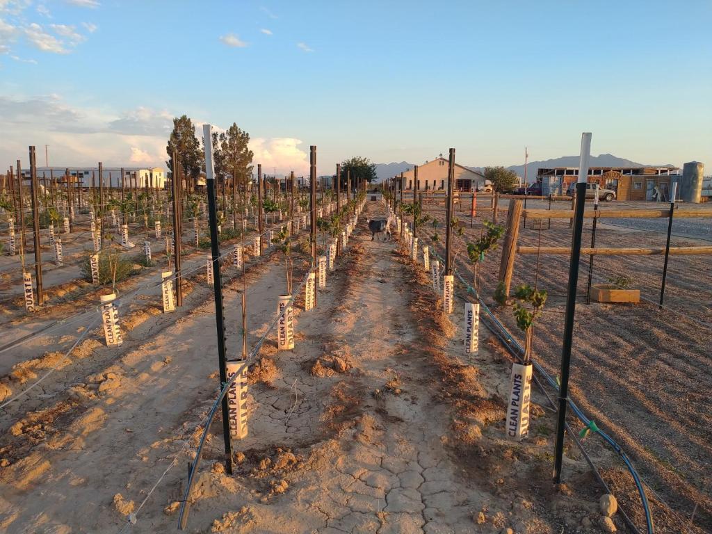 Foto sihtkohas Pahrump asuva majutusasutuse Black Star Ranch Vineyard galeriist