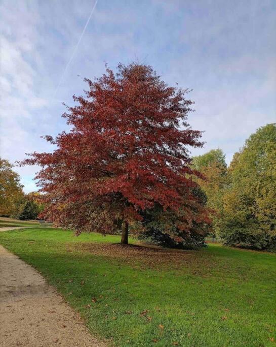 a tree with red leaves in a grass field at Appartement Hermitage à 10 minutes de Disney in Montévrain