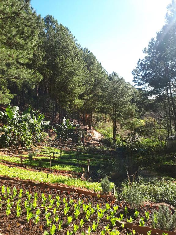 Vườn quanh Mơ Stay - Forest Resort