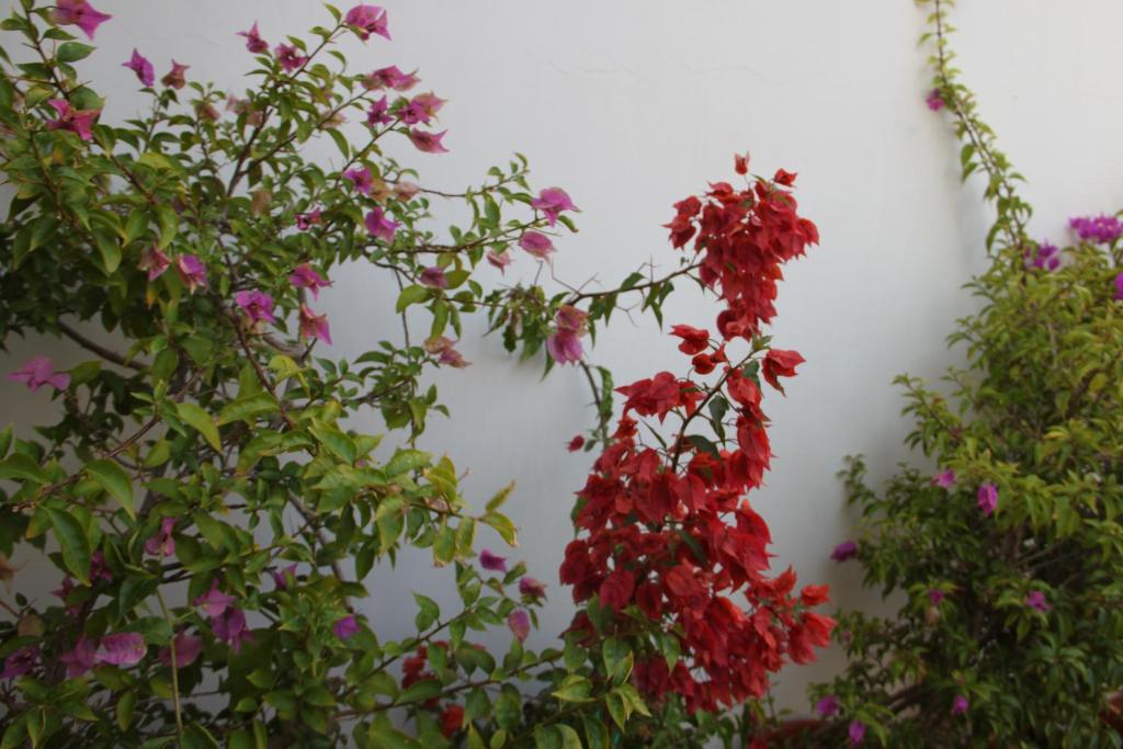 Ogród w obiekcie B&B Le Terrazze Lama Balice