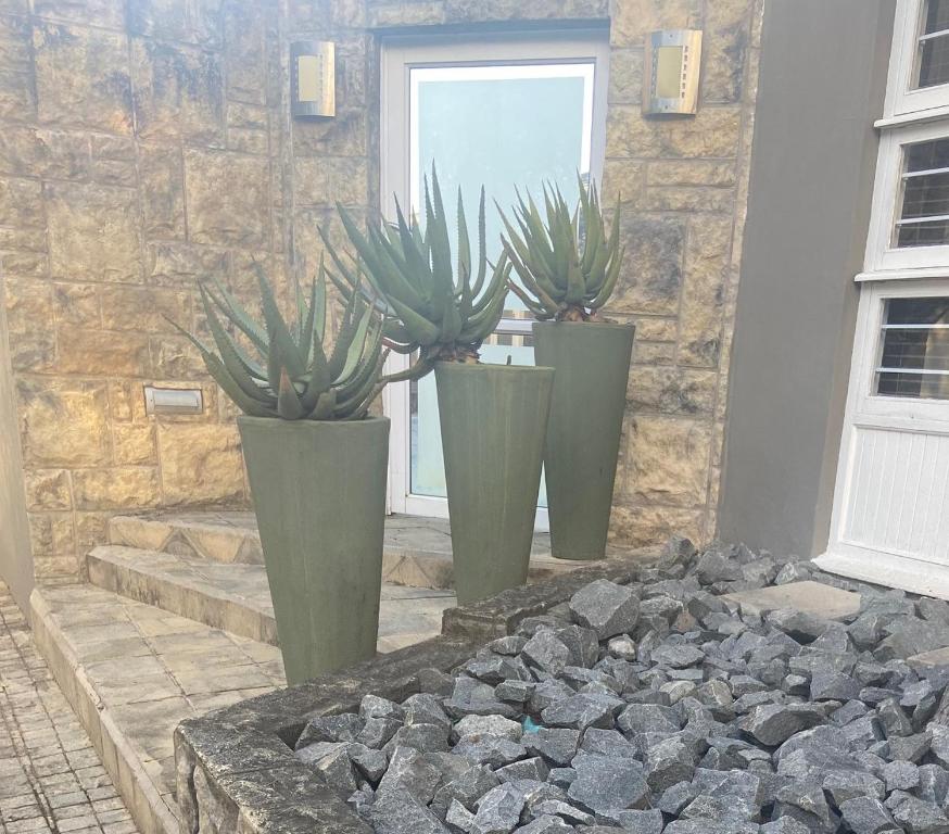 tre vasi verdi con piante davanti a una finestra di The Aloe a East London
