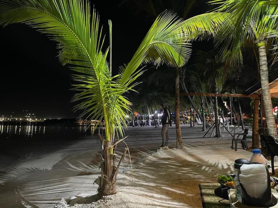 palma na plaży w nocy w obiekcie Joli appartement avec vue sur la piscine w mieście Boca Chica