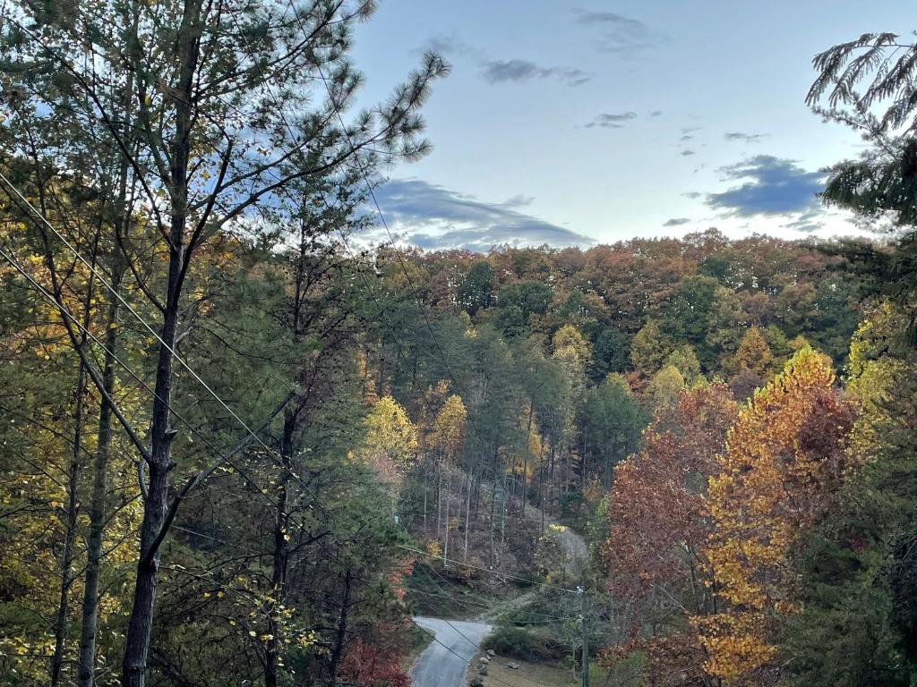 uma estrada no meio de uma floresta com árvores em Two little bears em Sevierville