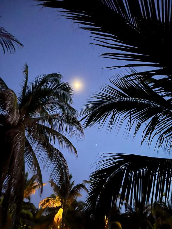 a view of the moon and palm trees at night at Blue House in Puerto Escondido