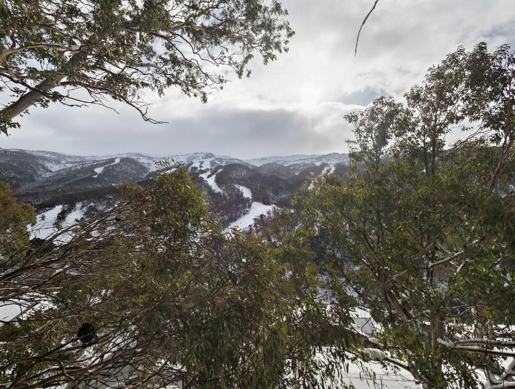 a view of a mountain with trees in the foreground at Tyrola 1 in Thredbo