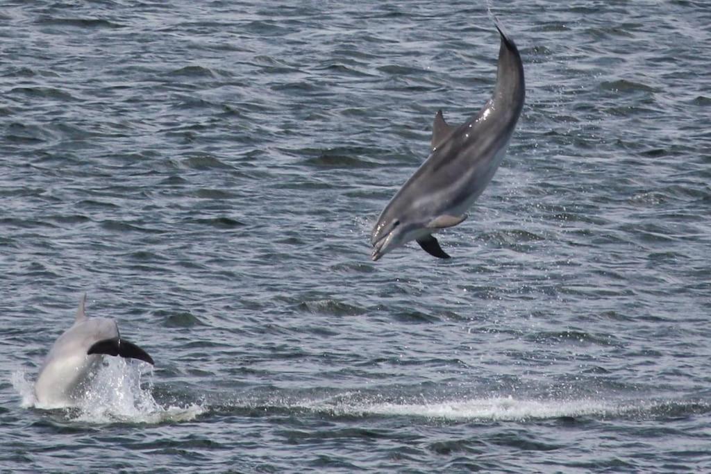 two dolphins jumping in the water at Lighthouse Cottage With Hottub in Aberdeen