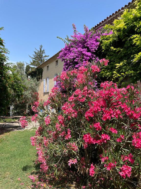 a bush of pink flowers in front of a house at La Gandonne in Caderousse
