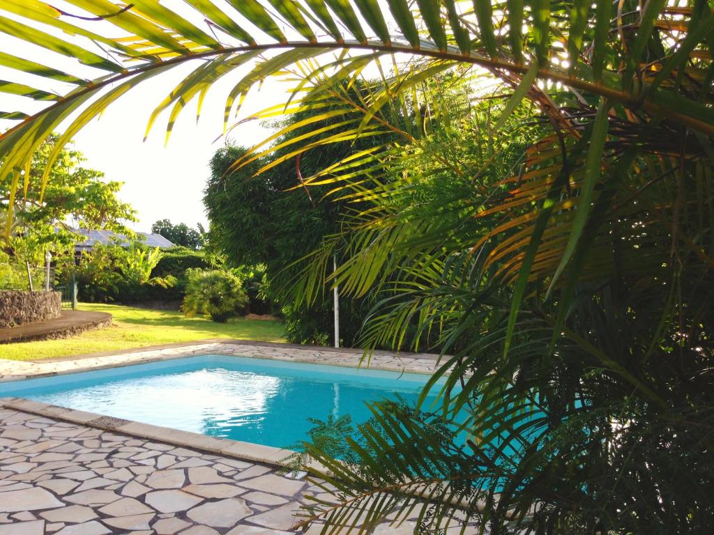 basen w ogrodzie z palmą w obiekcie Saint Leu - Gîte Ylang Ylang - Bardzour w mieście Saint-Leu