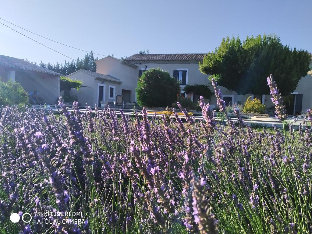 un champ de fleurs violettes devant une maison dans l'établissement Le Mas des Calus Chambres d'hôtes, à LʼIsle-sur-la-Sorgue