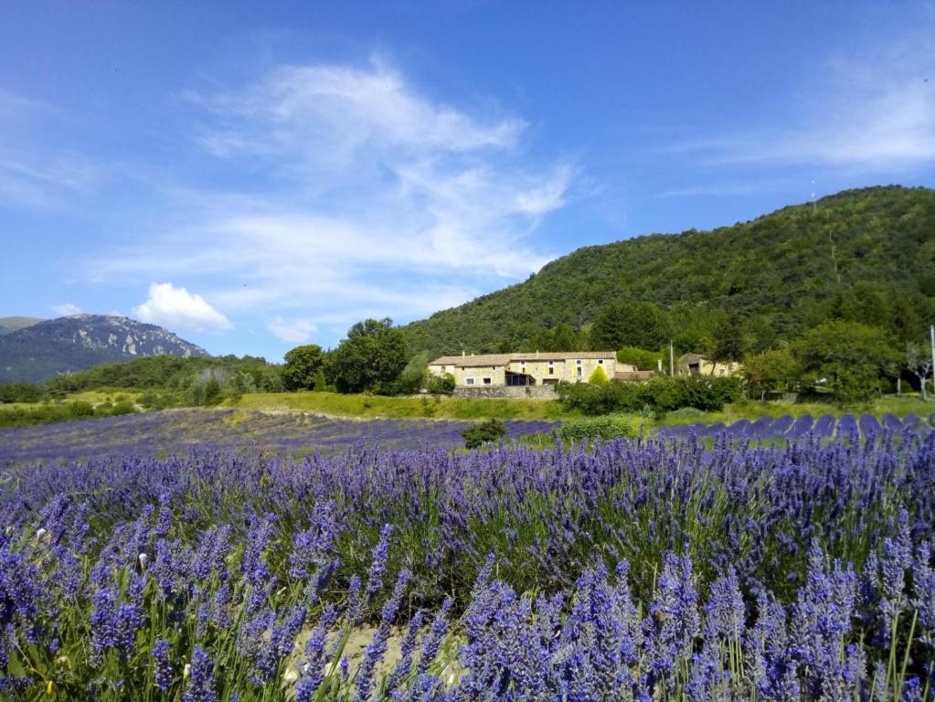 a field of purple flowers with a house in the background at Auberge de Miélandre in Teyssières