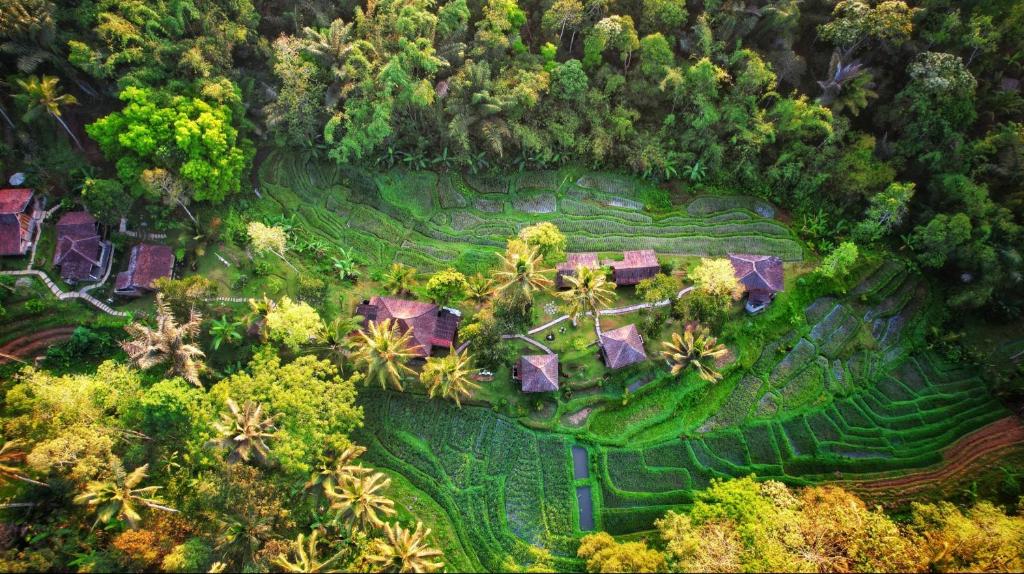 una vista aérea de una villa con palmeras en Oemah Tepi Sawah, en Jatiluwih