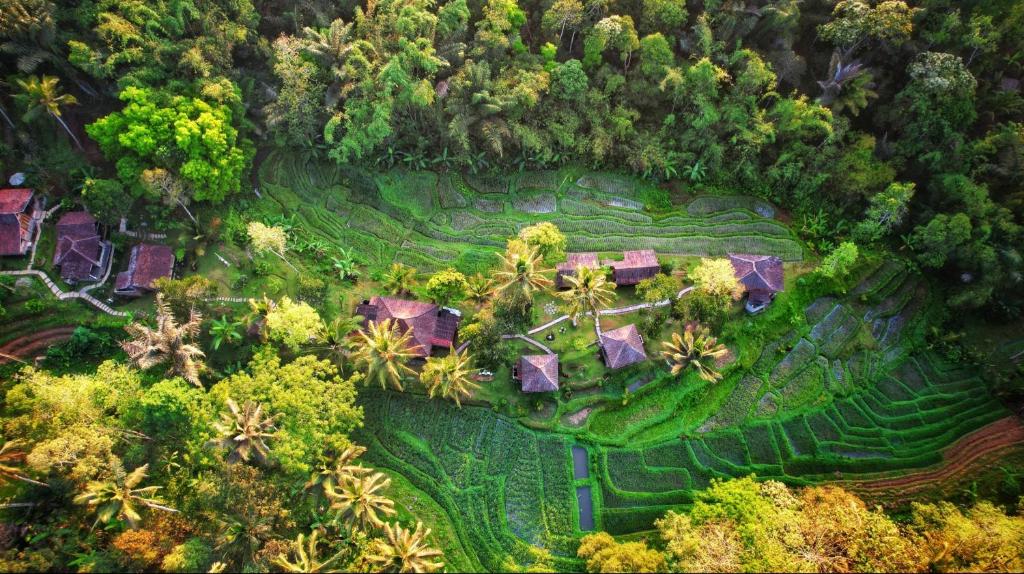 an aerial view of a villa with palm trees at Oemah Tepi Sawah in Jatiluwih