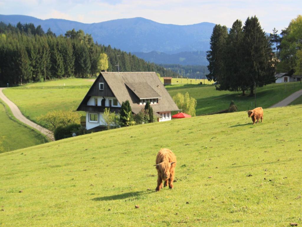 zwei Kühe, die auf einem Grashügel vor einem Haus weiden in der Unterkunft Café Pfaus Heidburg in Mühlenbach