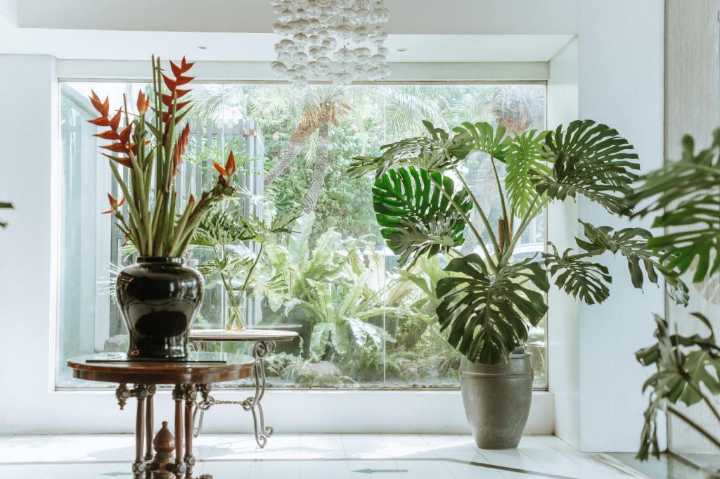 dos plantas en jarrones sentadas en una mesa frente a una ventana en Sugarland Hotel en Bacólod