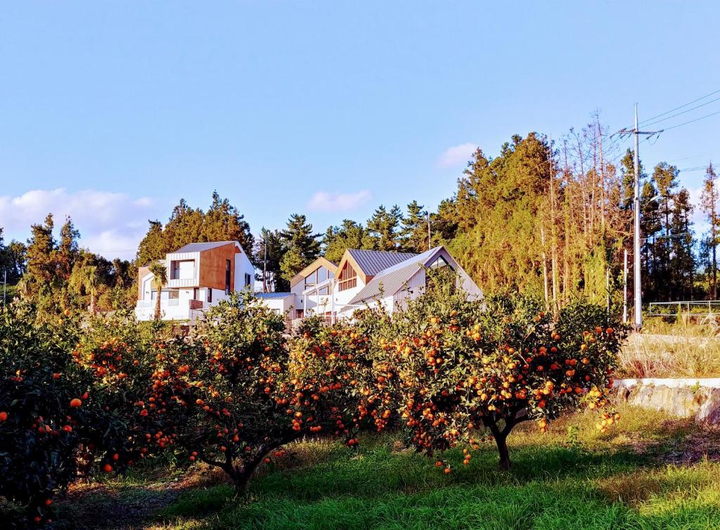 an apple orchard in front of a house with orange trees at Walden Studios in Seogwipo